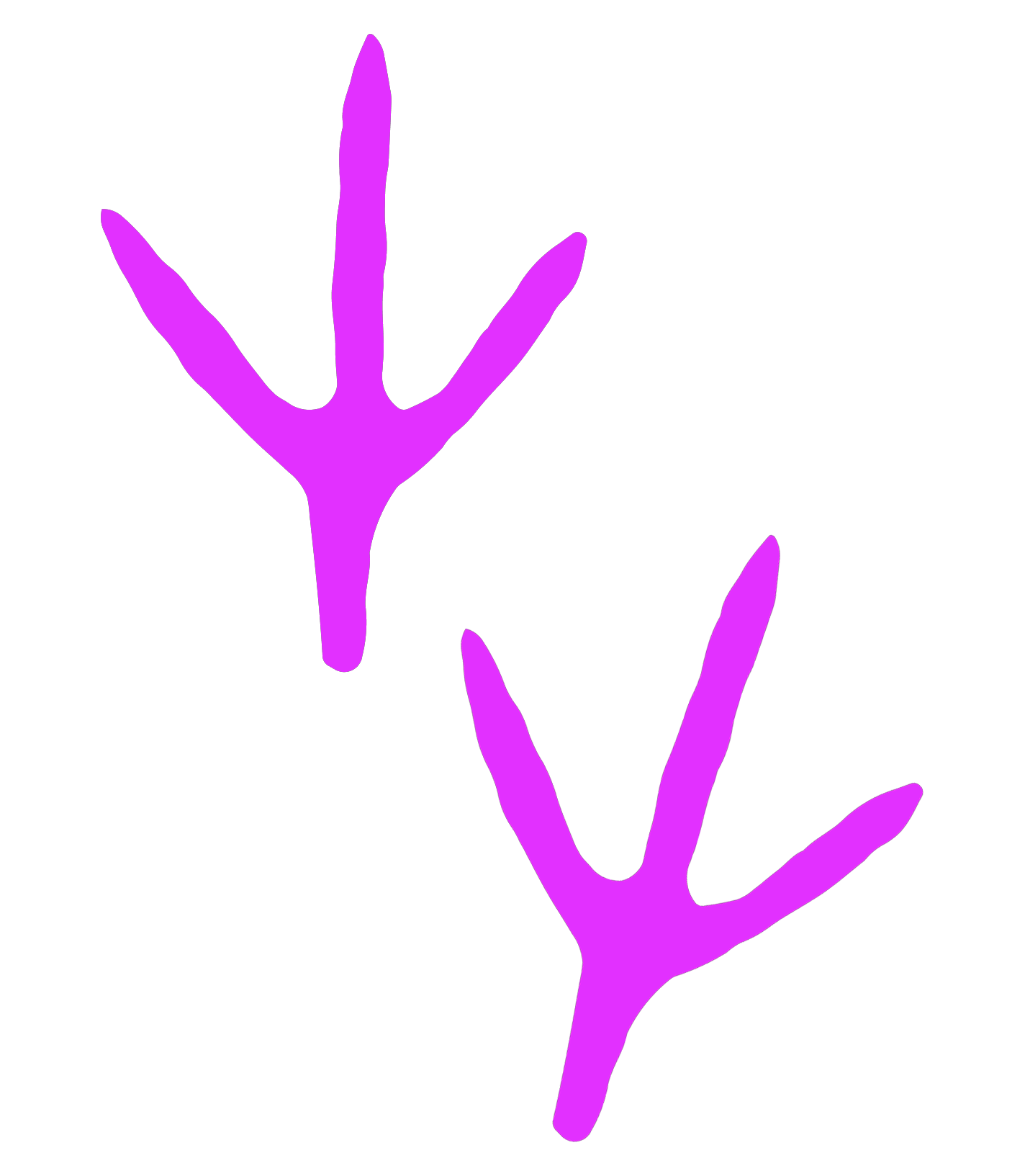 Foot Print
